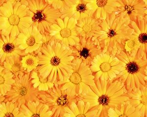 Preview wallpaper gerbera, flower, yellow, bright, sunny