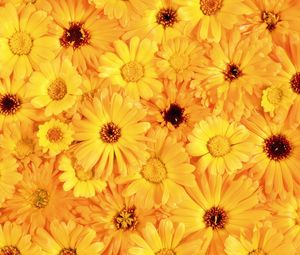 Preview wallpaper gerbera, flower, yellow, bright, sunny