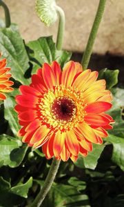 Preview wallpaper gerbera, flowerbed, shade, sun