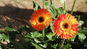 Preview wallpaper gerbera, flowerbed, shade, sun