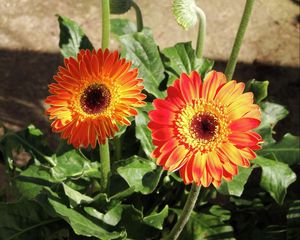 Preview wallpaper gerbera, flowerbed, shade, sun