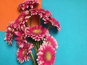 Preview wallpaper gerbera, flowers, bouquet, petals