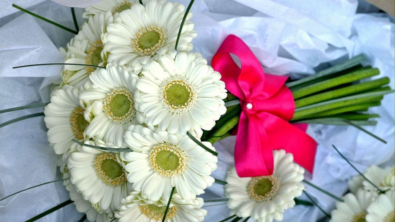 Wallpaper gerbera, flowers, bouquet, white, bow, beautifully