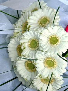 Preview wallpaper gerbera, flowers, bouquet, white, bow, beautifully