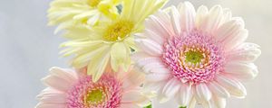 Preview wallpaper gerbera, flowers, bouquet, drop, freshness, tenderness