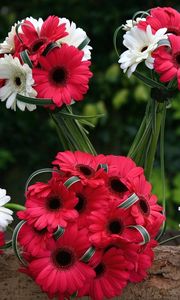 Preview wallpaper gerbera, flowers, bouquets, red, white, combination