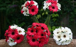 Preview wallpaper gerbera, flowers, bouquets, red, white, combination