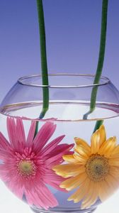 Preview wallpaper gerbera flowers, couple, aquarium, water