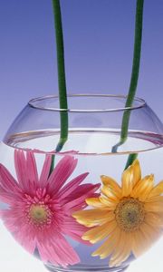 Preview wallpaper gerbera flowers, couple, aquarium, water