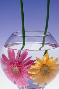 Preview wallpaper gerbera flowers, couple, aquarium, water