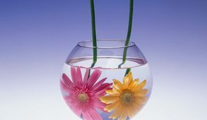 Preview wallpaper gerbera flowers, couple, aquarium, water