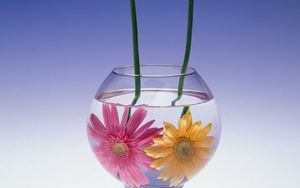 Preview wallpaper gerbera flowers, couple, aquarium, water