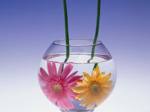 Preview wallpaper gerbera flowers, couple, aquarium, water