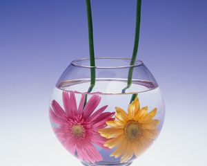 Preview wallpaper gerbera flowers, couple, aquarium, water