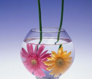 Preview wallpaper gerbera flowers, couple, aquarium, water