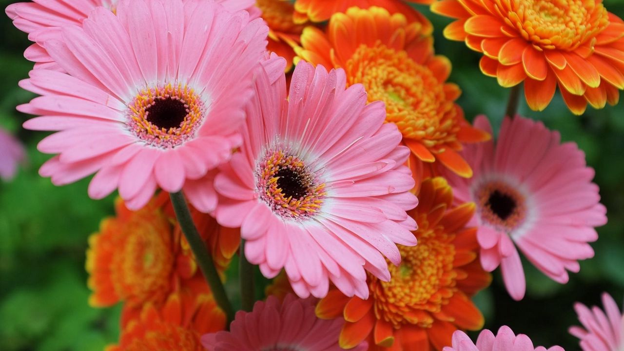 Wallpaper gerbera, flowers, focus, close-up