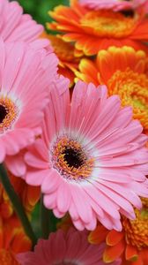 Preview wallpaper gerbera, flowers, focus, close-up