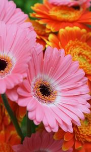 Preview wallpaper gerbera, flowers, focus, close-up