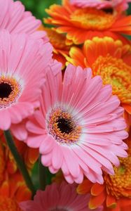 Preview wallpaper gerbera, flowers, focus, close-up