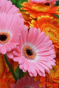 Preview wallpaper gerbera, flowers, focus, close-up