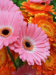 Preview wallpaper gerbera, flowers, focus, close-up