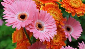 Preview wallpaper gerbera, flowers, focus, close-up