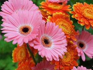 Preview wallpaper gerbera, flowers, focus, close-up