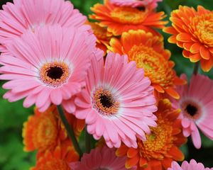 Preview wallpaper gerbera, flowers, focus, close-up