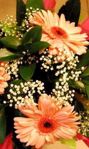 Preview wallpaper gerbera, flowers, gypsophila, leaves, design, packaging