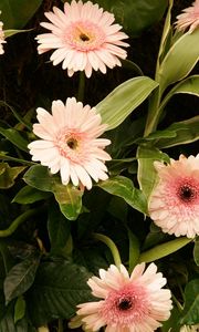 Preview wallpaper gerbera, flowers, leaves, stems, green