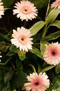 Preview wallpaper gerbera, flowers, leaves, stems, green