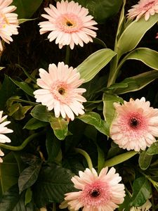 Preview wallpaper gerbera, flowers, leaves, stems, green