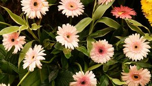 Preview wallpaper gerbera, flowers, leaves, stems, green