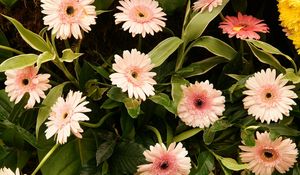 Preview wallpaper gerbera, flowers, leaves, stems, green