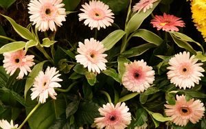 Preview wallpaper gerbera, flowers, leaves, stems, green