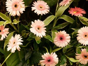 Preview wallpaper gerbera, flowers, leaves, stems, green