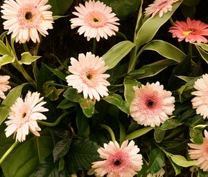 Preview wallpaper gerbera, flowers, leaves, stems, green