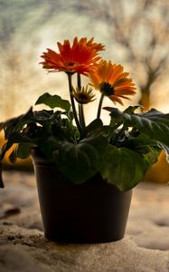 Preview wallpaper gerbera, flowers, nature, night, sunset, snow, pot