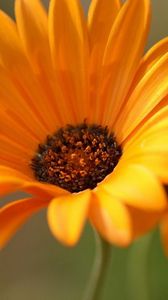 Preview wallpaper gerbera, flowers, orange, close-up