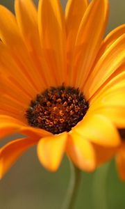 Preview wallpaper gerbera, flowers, orange, close-up