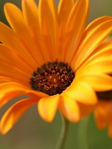 Preview wallpaper gerbera, flowers, orange, close-up