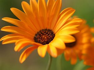 Preview wallpaper gerbera, flowers, orange, close-up