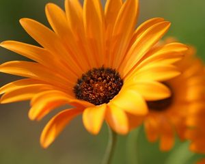 Preview wallpaper gerbera, flowers, orange, close-up