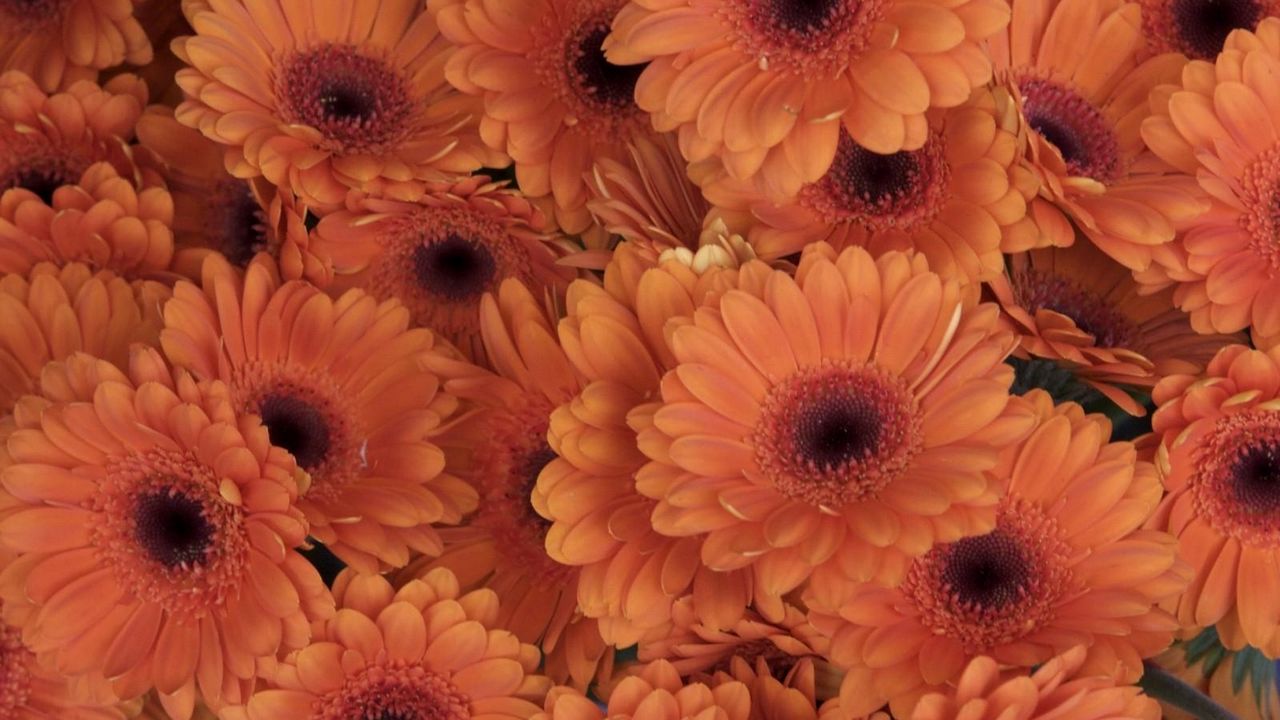 Wallpaper gerbera, flowers, orange, close-up