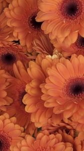 Preview wallpaper gerbera, flowers, orange, close-up