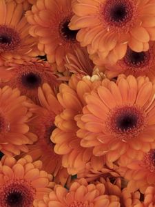 Preview wallpaper gerbera, flowers, orange, close-up