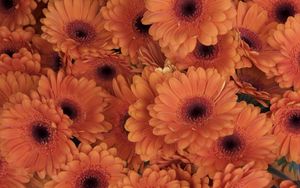 Preview wallpaper gerbera, flowers, orange, close-up
