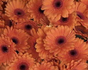 Preview wallpaper gerbera, flowers, orange, close-up