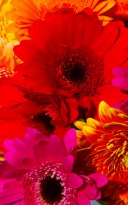 Preview wallpaper gerbera, flowers, petals, colorful, bright