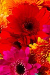 Preview wallpaper gerbera, flowers, petals, colorful, bright